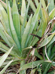 Agave fourcroydes