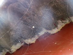 Gasteracantha cancriformis