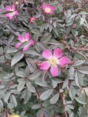 Rosa glauca