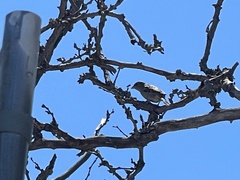 Passer domesticus domesticus