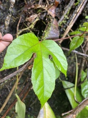Passiflora quadriglandulosa