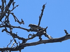 Passer domesticus domesticus