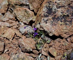 Delphinium antoninum