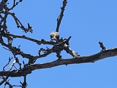Passer domesticus domesticus