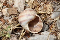 Helix figulina