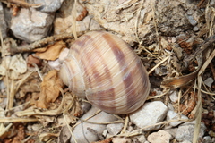 Helix figulina