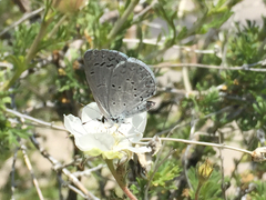 Celastrina echo cinerea