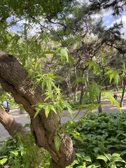 Vitex negundo heterophylla