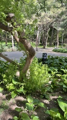 Vitex negundo heterophylla