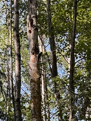 Picoides