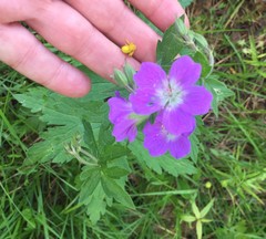 Geranium sylvaticum