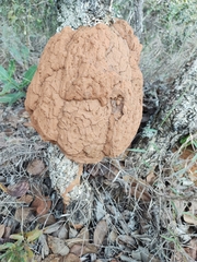 Constrictotermes cyphergaster