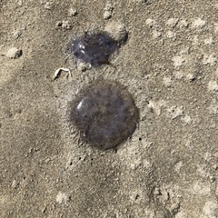 Cyanea lamarckii