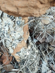 Constrictotermes cyphergaster