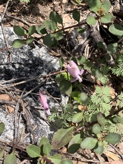 Dicentra pauciflora