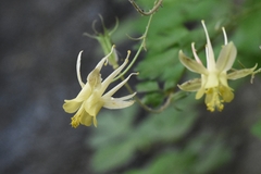 Aquilegia micrantha