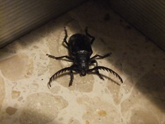 Prionus besikanus