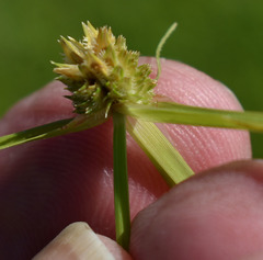 Cyperus metzii