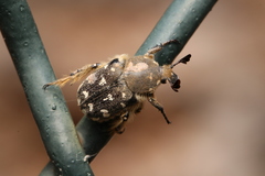 Heterocnemis graeca