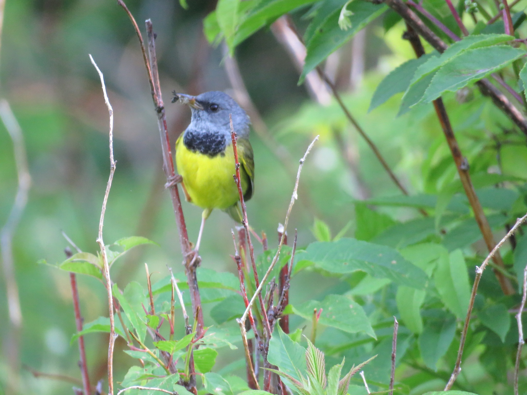 Mourning Warbler (Geothlypis philadelphia)