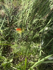 Lilium concolor partheneion