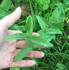 Lysimachia vulgaris