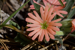 Silene salmonacea