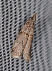 Acrobasis obliqua
