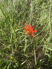 Lilium concolor partheneion