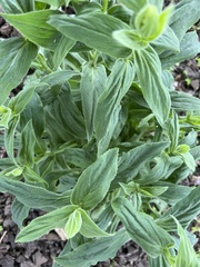 Digitalis grandiflora