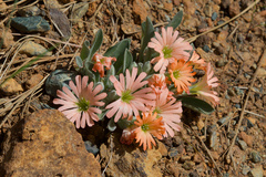 Silene salmonacea