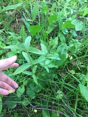 Lysimachia vulgaris