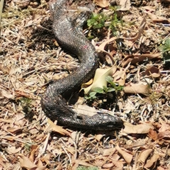 Thamnophis eques obscurus
