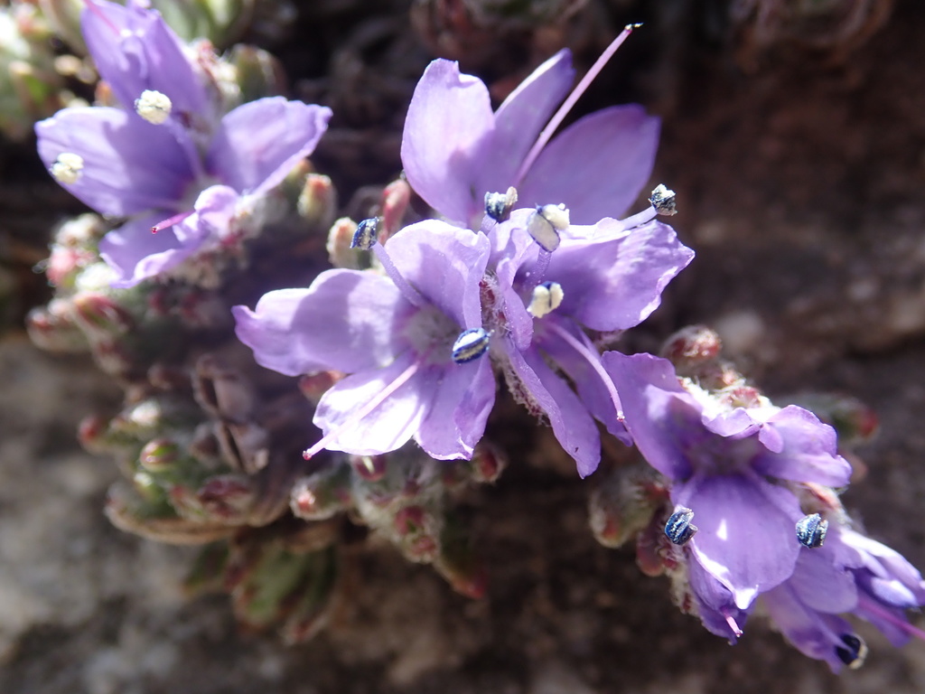 Veronica caespitosa; photograph author not stated, no rights reserved