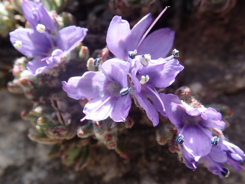 Veronica caespitosa