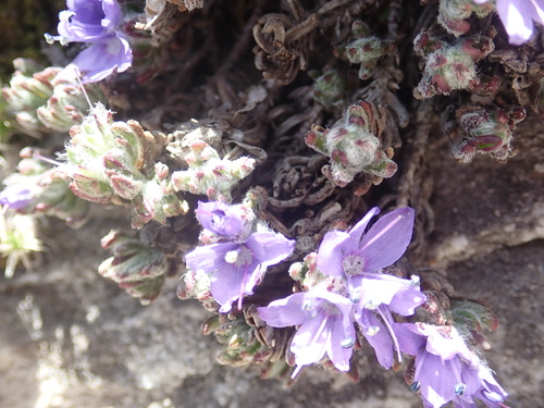 Veronica caespitosa, photograph 1