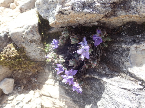 Veronica caespitosa, photograph 3