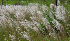 Andropogon bicornis