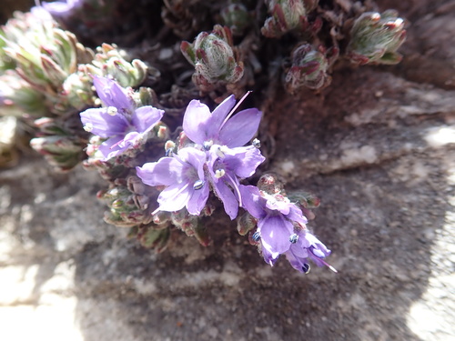 Veronica caespitosa, photograph 2