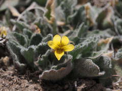 Viola purpurea aurea