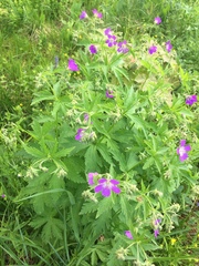 Geranium sylvaticum
