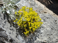 Sedum urvillei