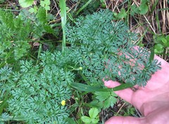 Selinum carvifolia