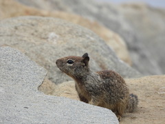 Otospermophilus beecheyi