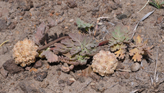 Cymopterus globosus