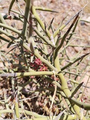 Castela stewartii