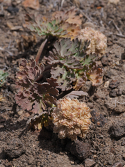 Cymopterus globosus