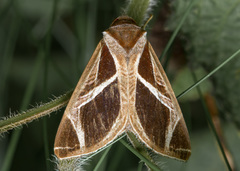 Calyptis iter
