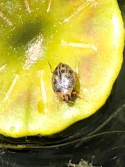 Peltodytes edentulus