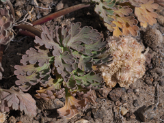 Cymopterus globosus